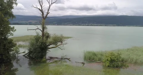 Turn around dead tree in flooded area - Biel lake, July 2021 - Aerial 4K Stock Footage 157334561