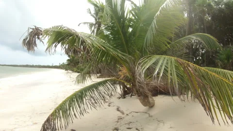 Turn around palm tree on desert beach - Sian Ka'an reserve, Mexico 4K Stock Footage 149788758
