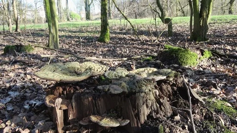 Turn around the shell fungi on the tree stump Video stock 126722896