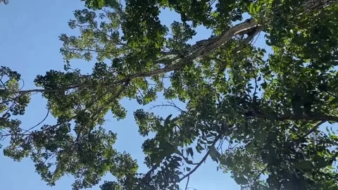 Turn around sky and tree view point. Video stock 260734256