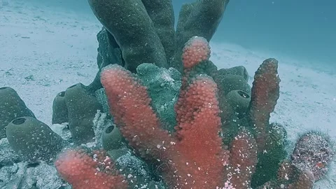 Turn around two green frogfish Vídeos de archivo 314260205