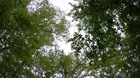 Turn around under the trees Stock Footage 237516963