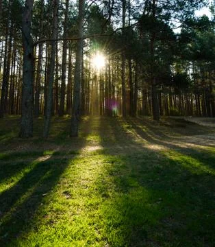 Turn field road between the trees in spring forest Stock Photos