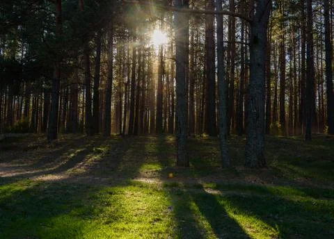 Turn field road between the trees in spring forest Stock Photos