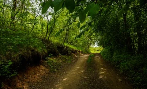 Turn field road between the trees in spring forest Stock Photos