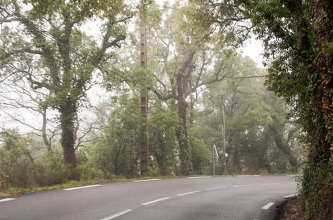 Turn the forest road. Stock Photos