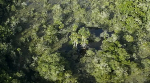 A turn on the palms Stock Footage 52340122