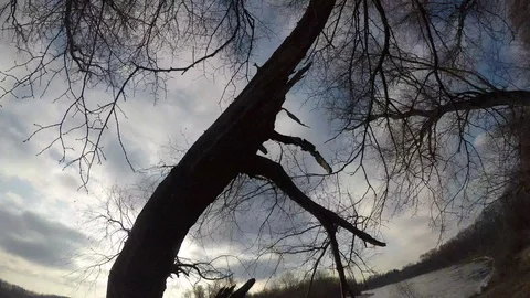 Turn of the river, timelapse, ice, tree Видео 121170086