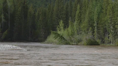 Turn of a stormy muddy river, on the background of the shore with pine trees Stock Footage 125895516