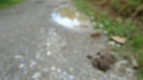 Turn from unsharp to sharp a cow dropping and puddle Stock Footage 78111552