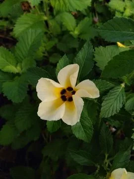 Turnea ulmifolia 스톡 사진