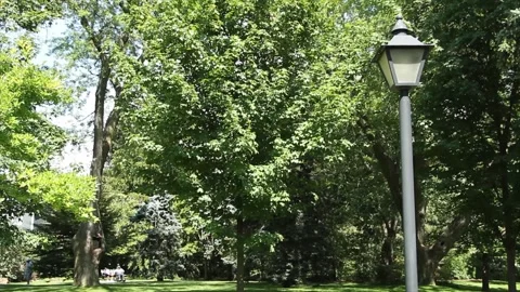 Turned off black lamp light post with trees behind in park outside outdoors Stock Footage 249421565