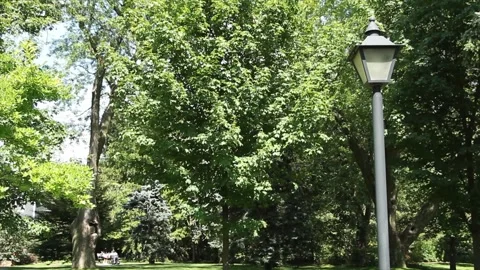 Turned off black lamp light post with trees behind in park outside outdoors Video stock 249421617