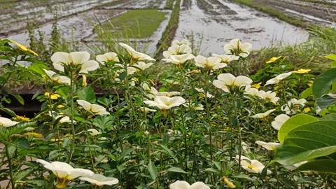 Turnera Flower Bloom Stock Footage 310497346