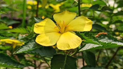 Turnera Flower Bloom Stock Footage 310497428