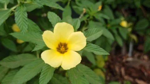 Turnera flower Stock Footage 255091252