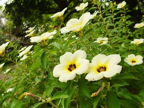 Turnera Flower Stock Photos