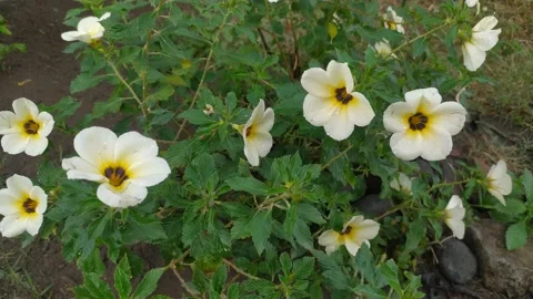 Turnera subulata flower or Bunga Pukul delapan Stock Footage 202132942