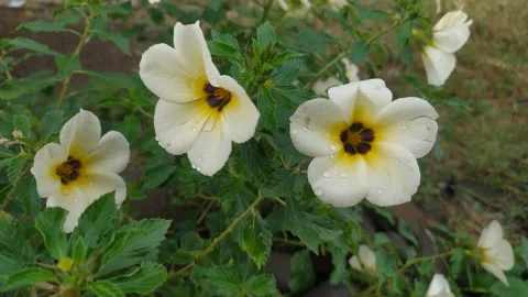 Turnera subulata flower or Bunga Pukul delapan Stock Footage 202150236