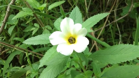 Turnera subulata Stock Footage 246123142