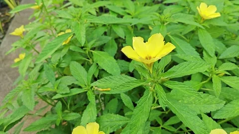 Turnera subulata Stock-Footage 304651862