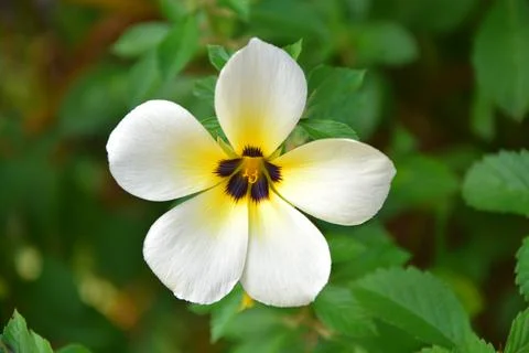Turnera subulata Stock Photos