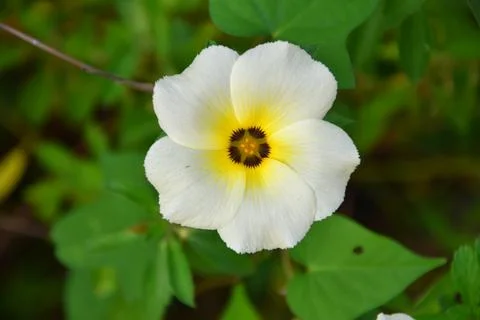Turnera subulata 스톡 사진