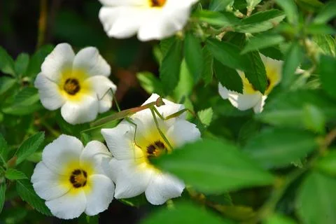 Turnera subulata 스톡 사진