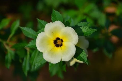 Turnera subulata 스톡 사진