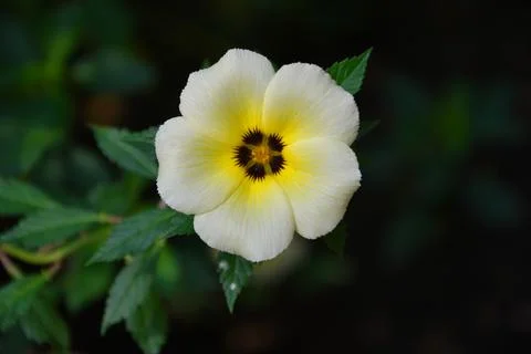 Turnera subulata Stock Photos