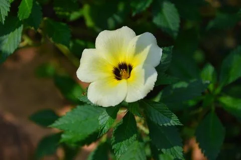 Turnera subulata 스톡 사진