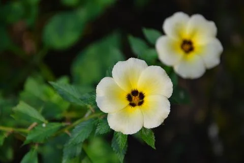 Turnera subulata Stock Photos