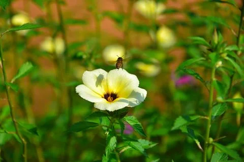 Turnera subulata 스톡 사진