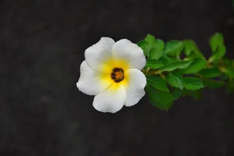 Turnera subulata 스톡 사진