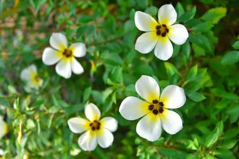 Turnera subulata 스톡 사진