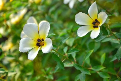 Turnera subulata Stock Photos