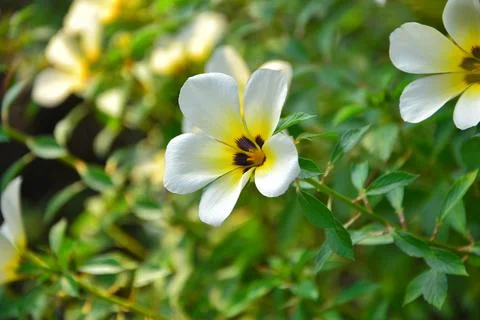 Turnera subulata 스톡 사진