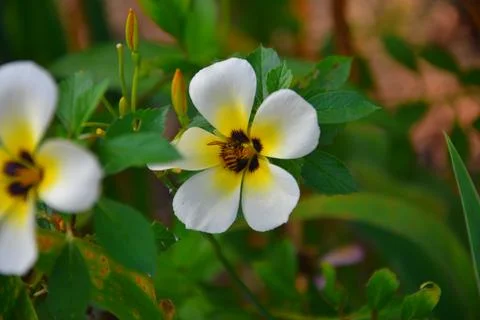Turnera subulata 스톡 사진