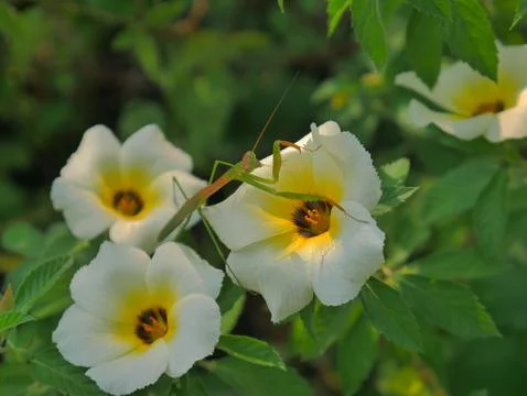 Turnera subulata 스톡 사진
