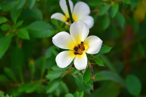 Turnera subulata 스톡 사진