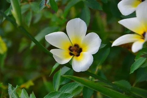 Turnera subulata 스톡 사진