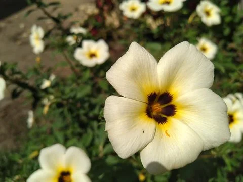 Turnera Subulata Stock Photos