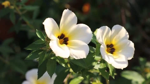 Turnera ulmifolia Stock Footage 204032050