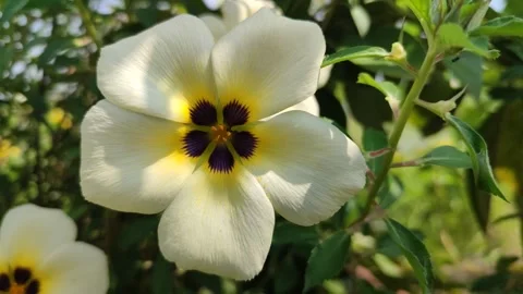 Turnera ulmifolia Video stock 322894974