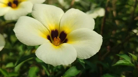 Turnera ulmifolia Stock Footage 322894975