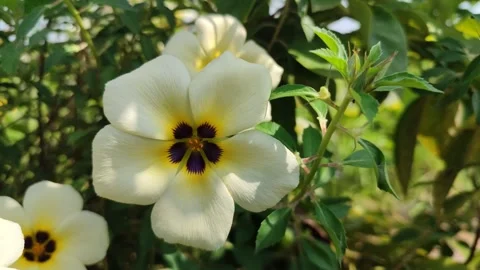 Turnera ulmifolia Stock Footage 322894979