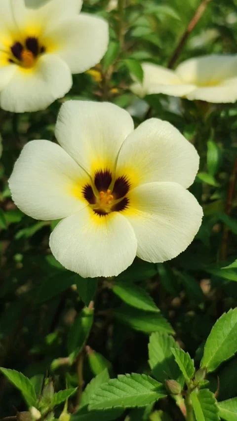 Turnera ulmifolia Stock Footage 322894990