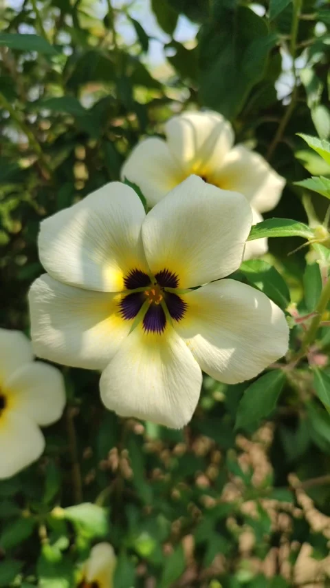 Turnera ulmifolia Stock Footage 322895025