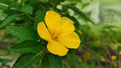Turnera ulmifolia Stock Footage 323148658
