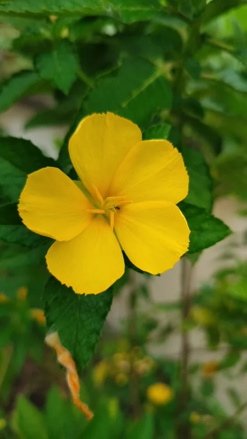 Turnera ulmifolia Stock Footage 323148673